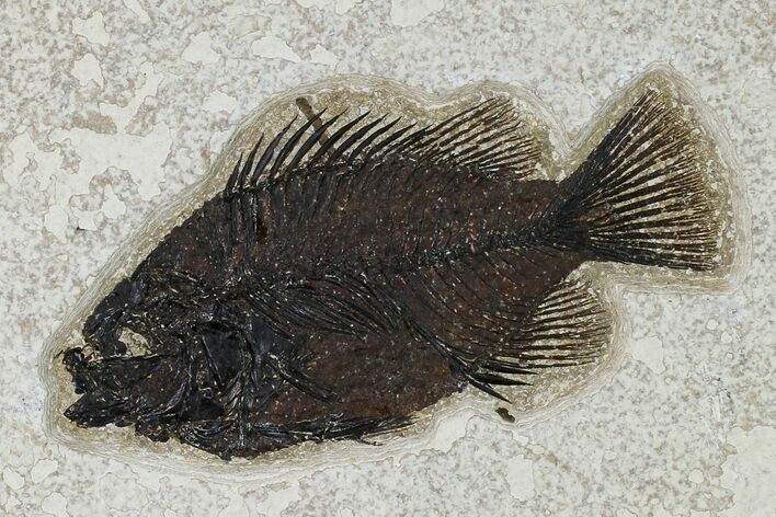 Fossil Fish (Cockerellites) - Wyoming #158579